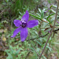 Delphinium patens subsp. patens的圖片