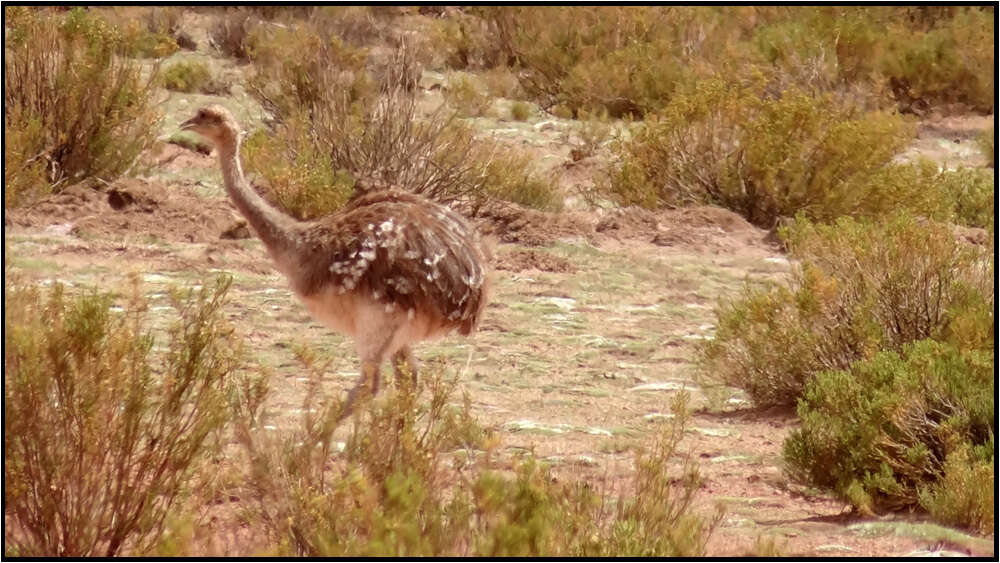 Image of Rhea pennata tarapacensis (Chubb & C 1913)