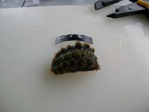 Image of glass-hair chiton