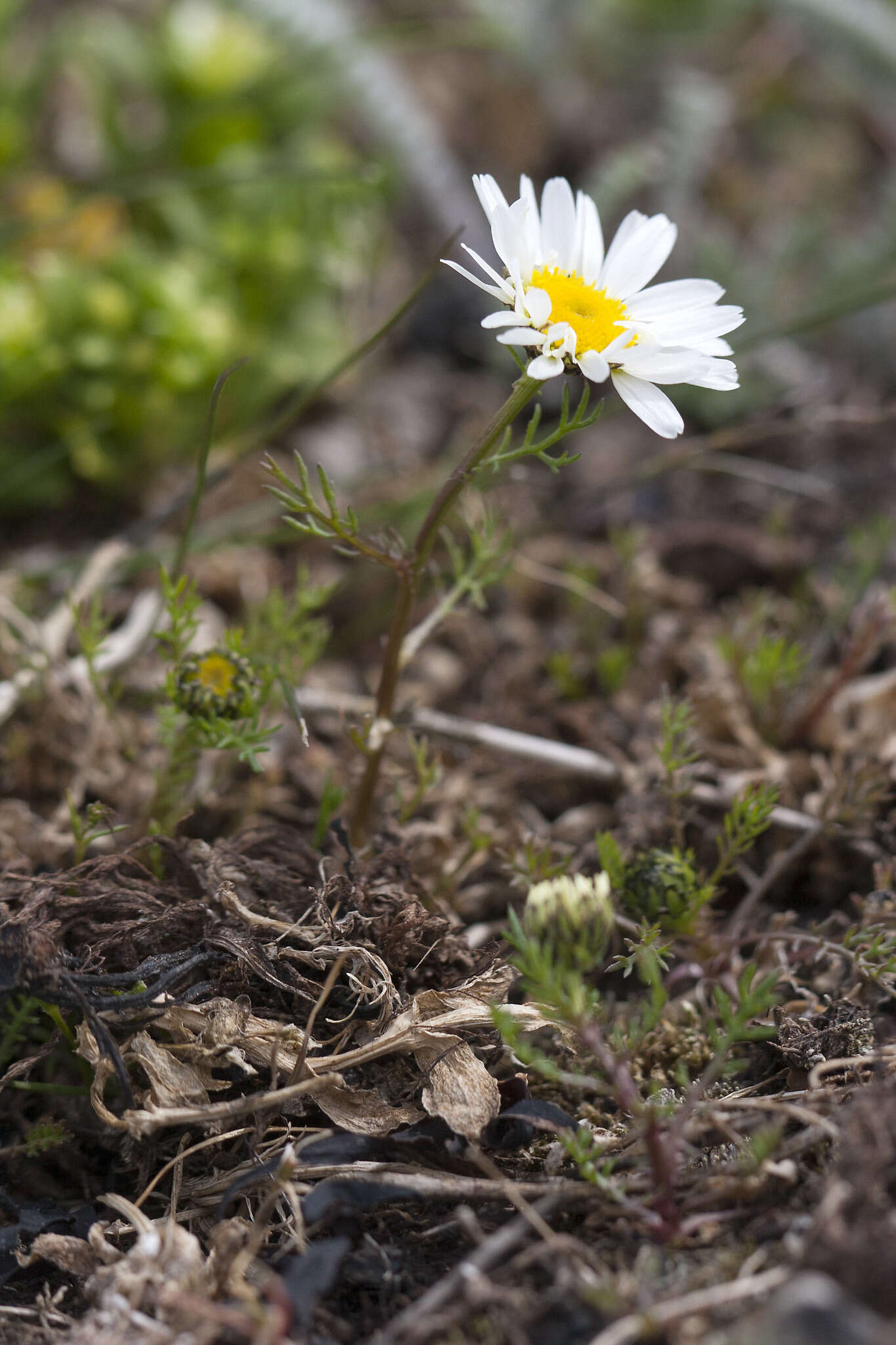 Image of false mayweed