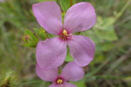 Imagem de Rhexia petiolata Walt.