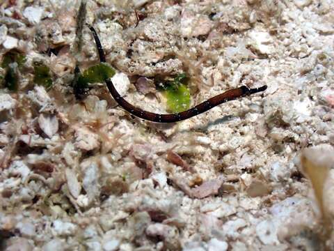 Image of Poey&#39;s pipefish