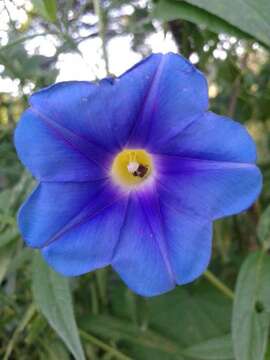 Image of Ipomoea parasitica (Kunth) G. Don