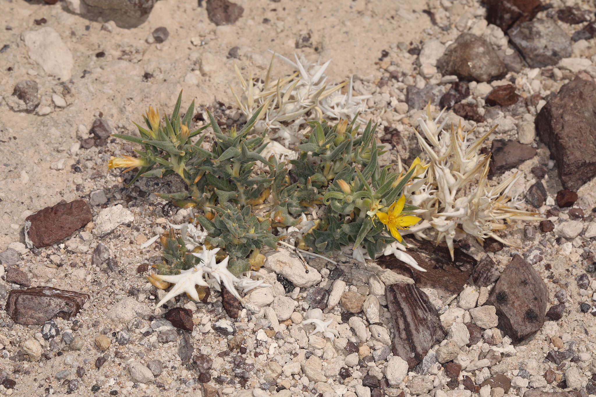 Image of Torrey's blazingstar