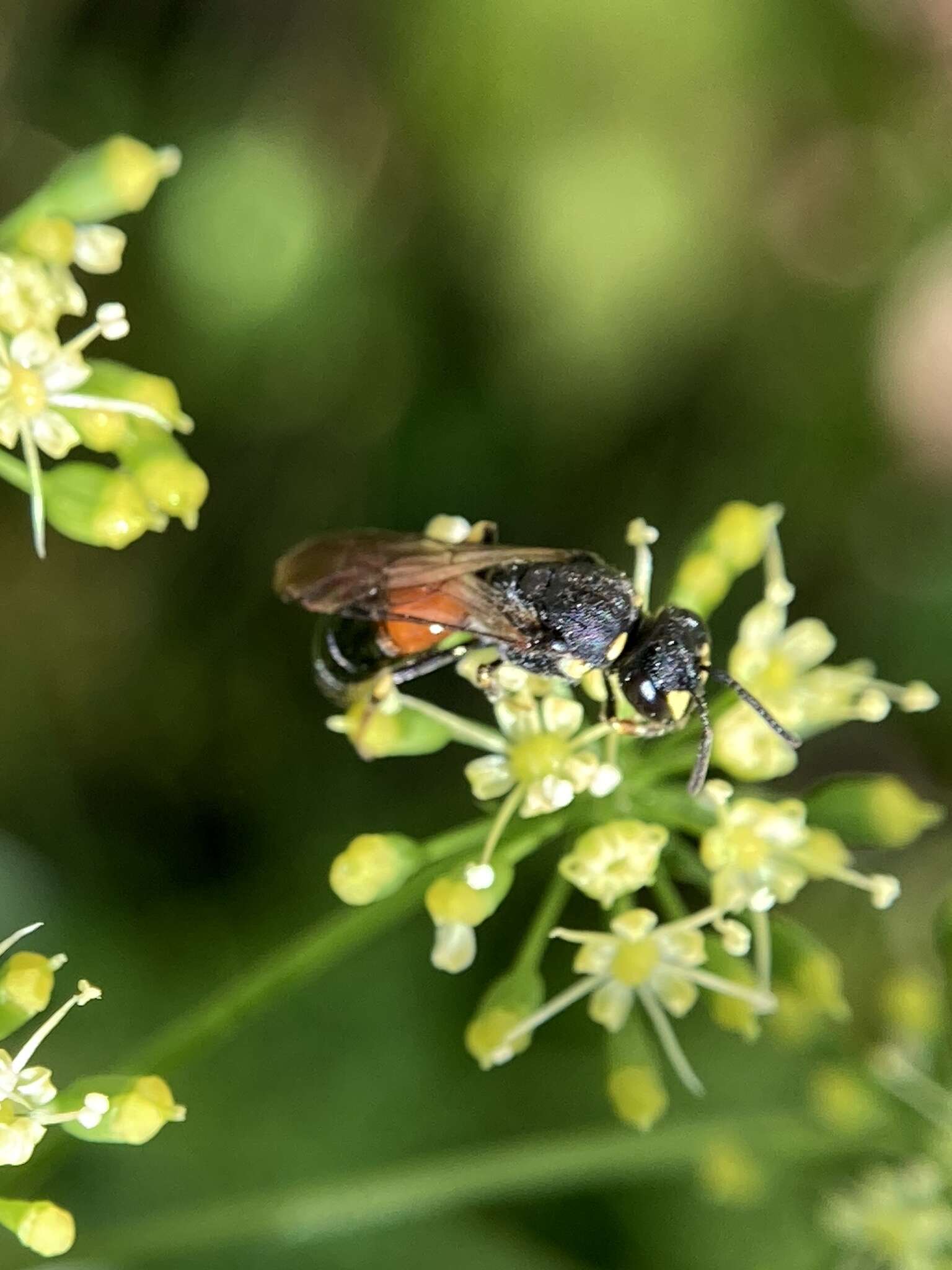 Image of Hylaeus ornatus Mitchell 1951