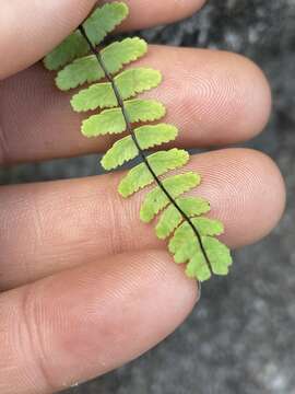 Image of spleenwort