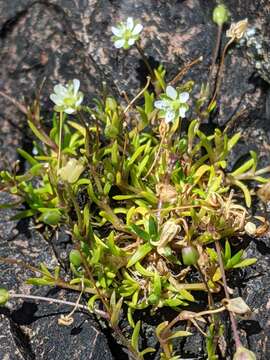 Image of stickystem pearlwort