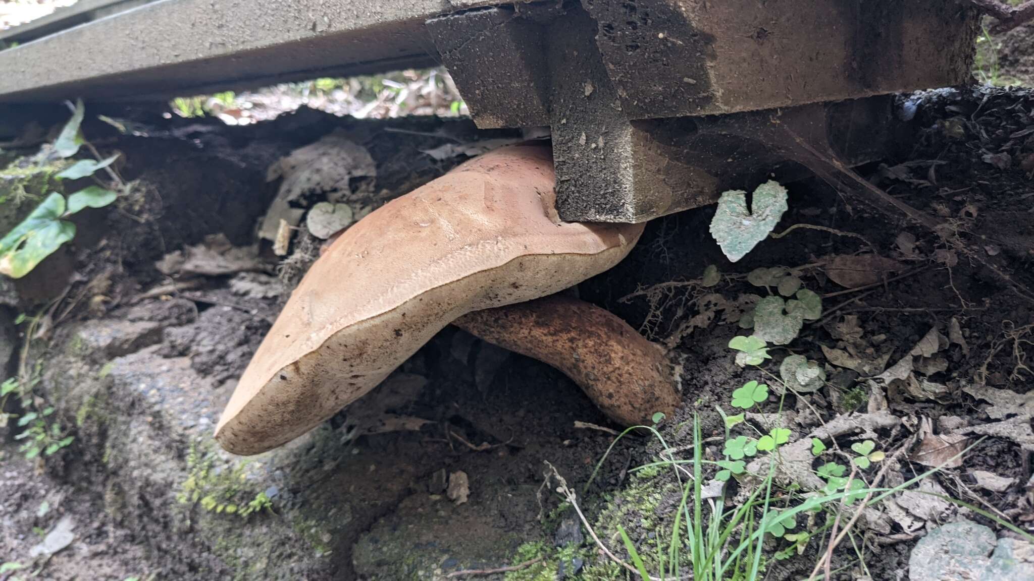 Imagem de Tylopilus atronicotianus Both 1998