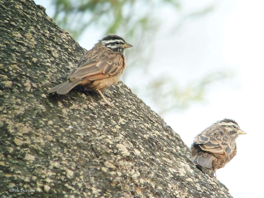 صورة Emberiza goslingi (Alexander 1906)