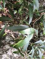 Image of Elaeodendron australe var. angustifolium Benth.