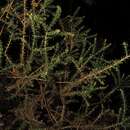 Sivun Ulex micranthus Lange kuva