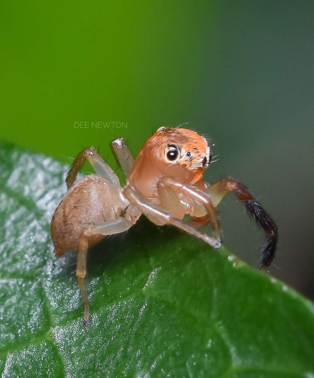 Prostheclina pallida Keyserling 1882 resmi