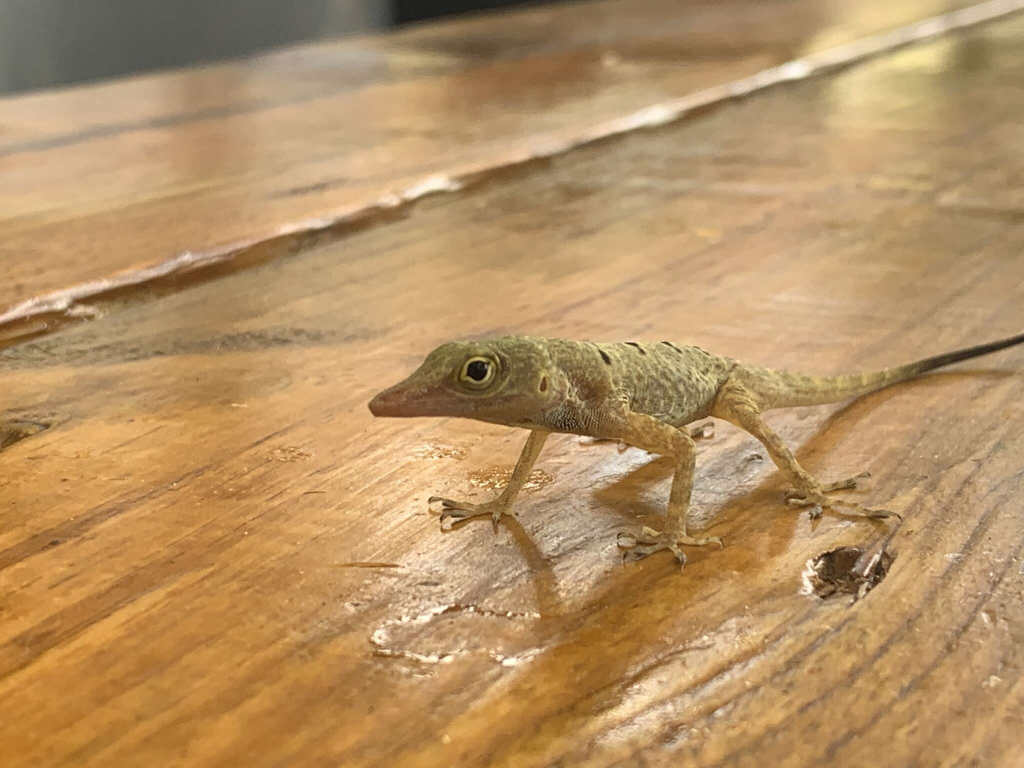 Image of Banded Anole