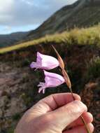 Image of Gladiolus bullatus Thunb. ex G. J. Lewis