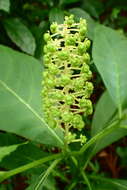 Image of Phytolacca japonica Makino