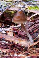 Image of Mycena silvae-nigrae Maas Geest. & Schwöbel 1987