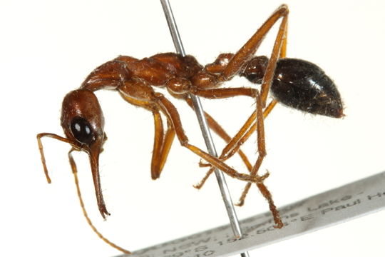 Image of <i>Myrmecia brevinoda</i> Forel 1910