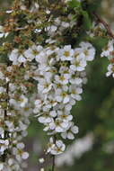 Image of Spiraea prunifolia var. pseudoprunifolia (Hayata ex Nakai) H. L. Li