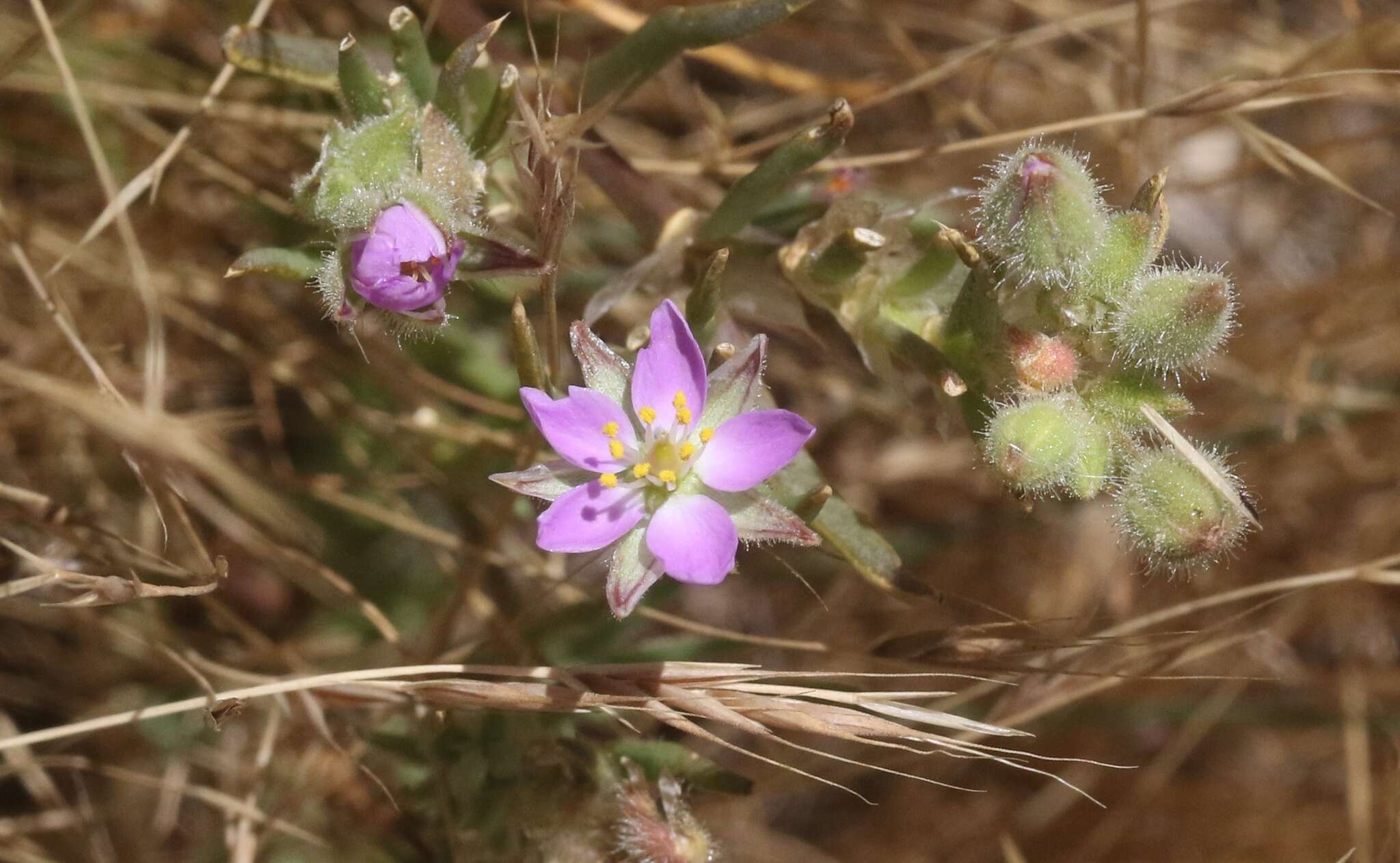 Image of sticky sandspurry