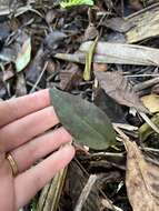 Image of Long-claw orchids