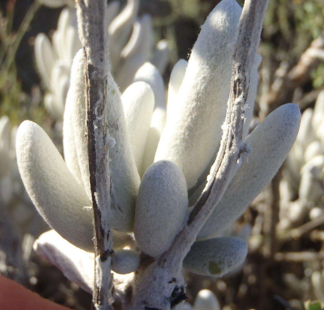 Caputia tomentosa (Haw.) B. Nord. & Pelser resmi