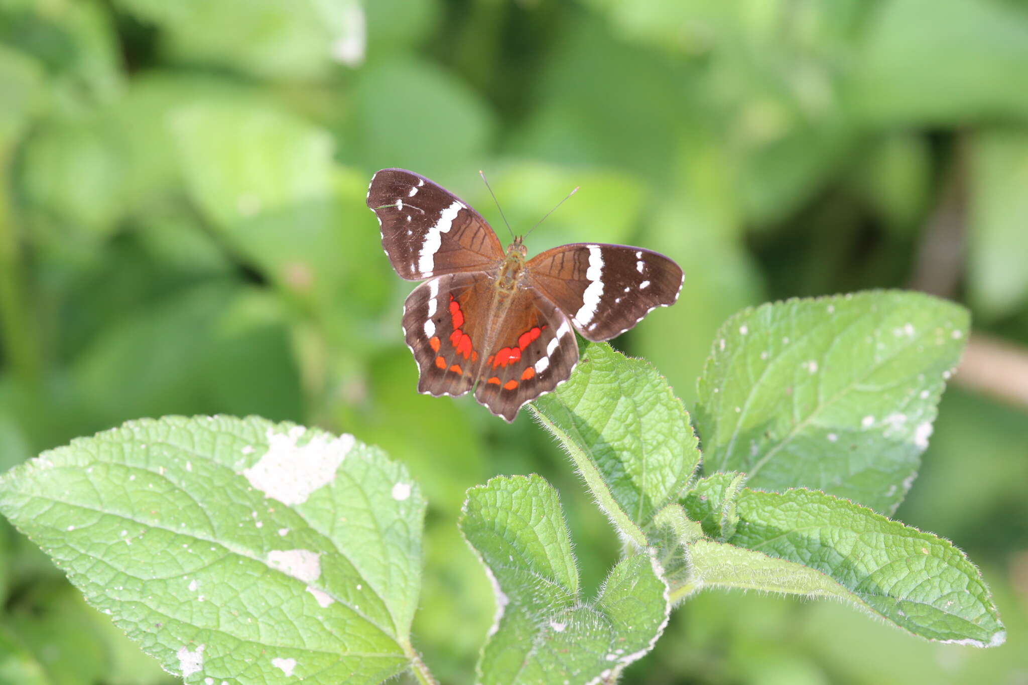 Image of Banded Peacock