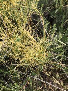 Image of chaparral dodder