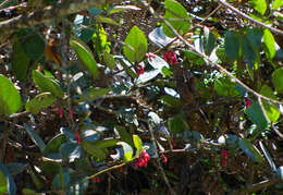 Image de Macleania coccoloboides A. C. Sm.