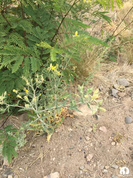 Plancia ëd Leucaena diversifolia (Schltdl.) Benth.