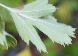 Image of Crataegus sphaenophylla Pojark.