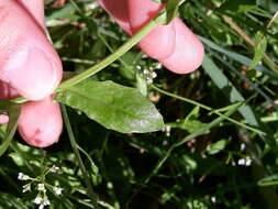 Image of white ballmustard