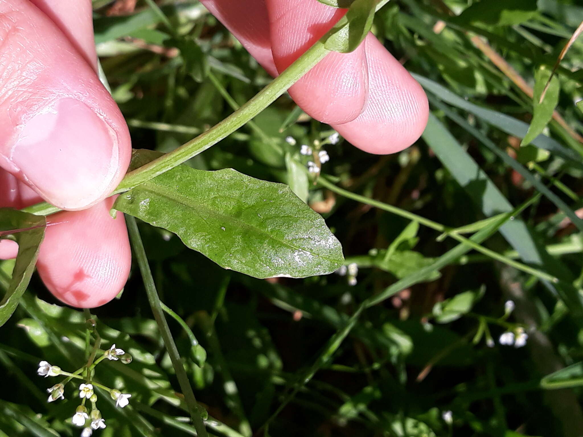 Image of white ballmustard