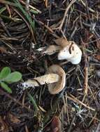 Image of Clitocybe albirhiza H. E. Bigelow & A. H. Sm. 1963