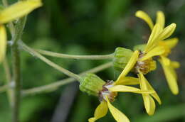 Image of Ligularia narynensis (C. G. A. Winkl.) O. Fedtsch. & B. Fedtsch.