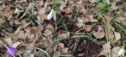 Image of Galanthus reginae-olgae Orph.