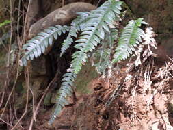 Sivun Austroblechnum lechleri subsp. lechleri kuva