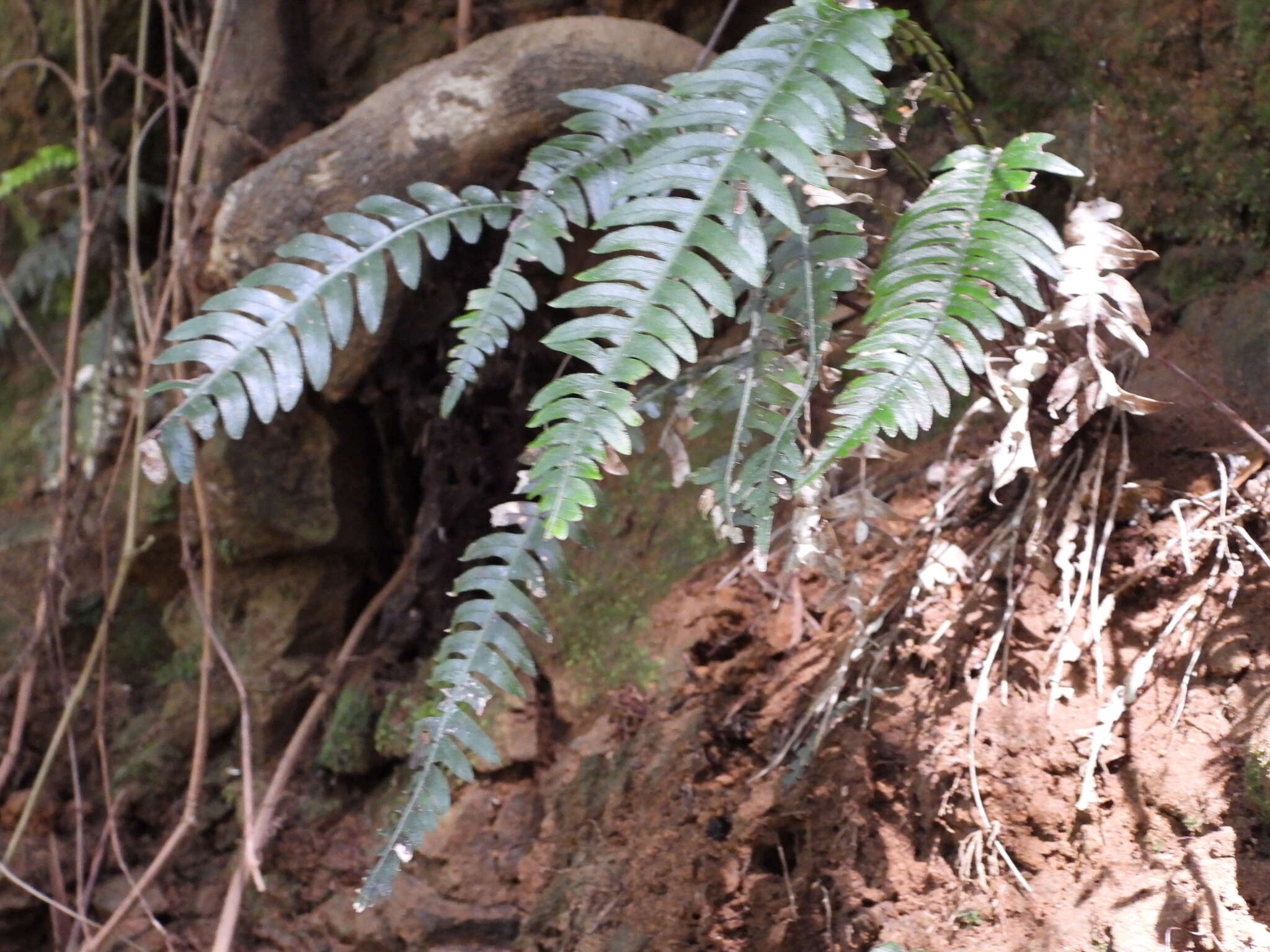 Sivun Austroblechnum lechleri subsp. lechleri kuva