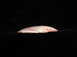 Image of Talochlamys gemmulata (Reeve 1853)