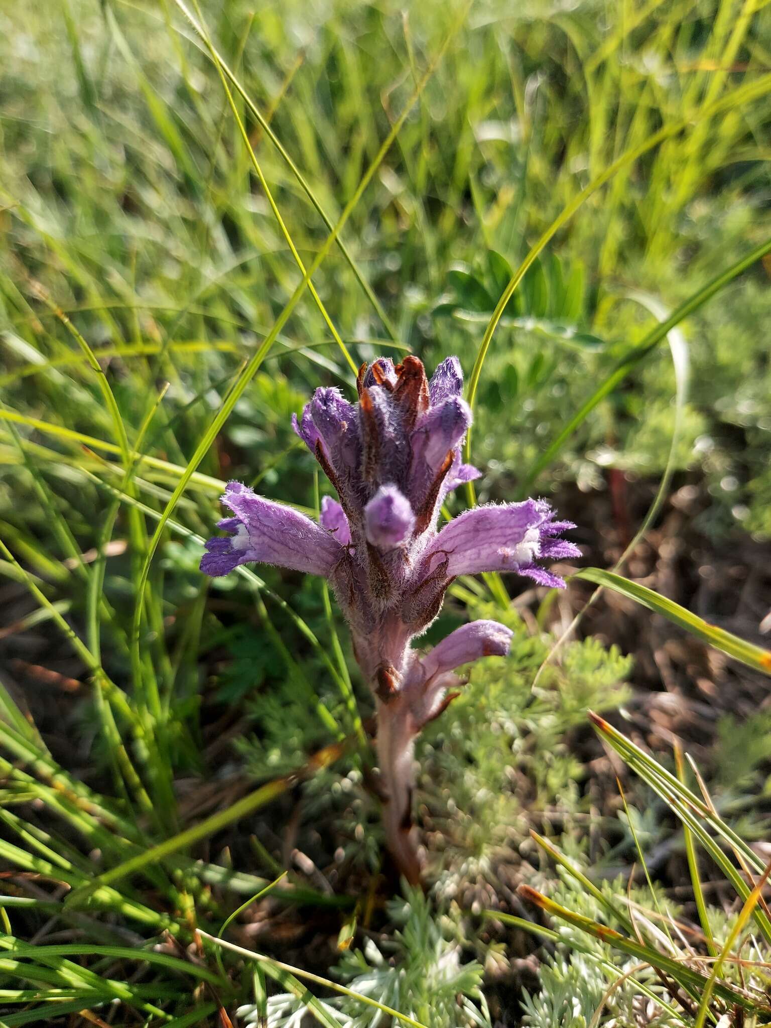 Image of Phelipanche caesia (Rchb.) Soják