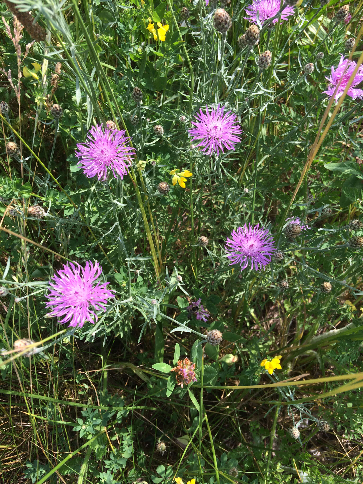 Image of spotted knapweed