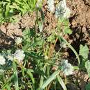 Image of Gomphrena conica (R. Br.) Spreng.