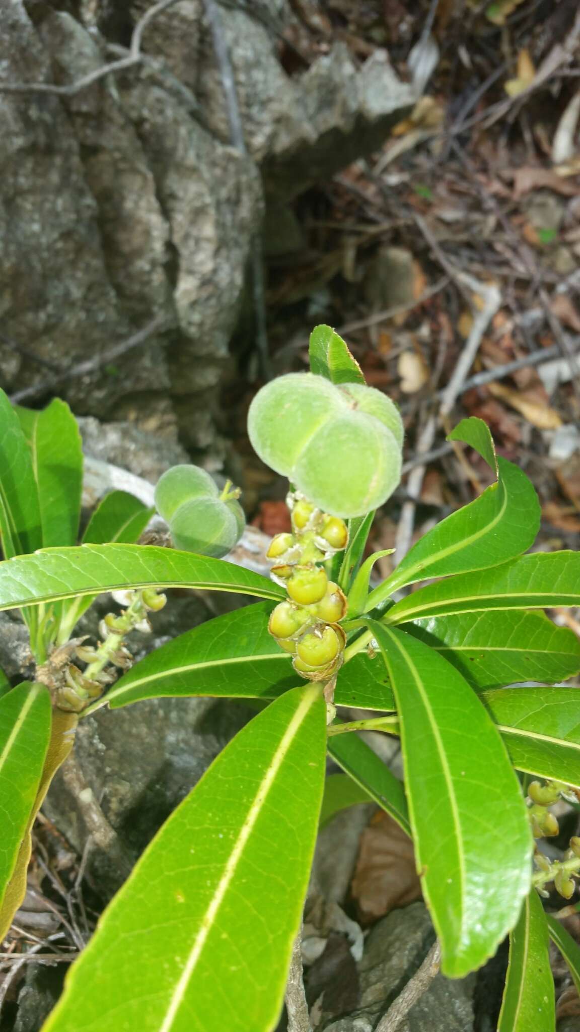 صورة Droceloncia rigidifolia (Baill.) J. Léonard