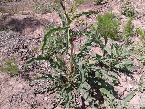 Imagem de Rumex pseudonatronatus (Borb.) Borb. ex Murb.