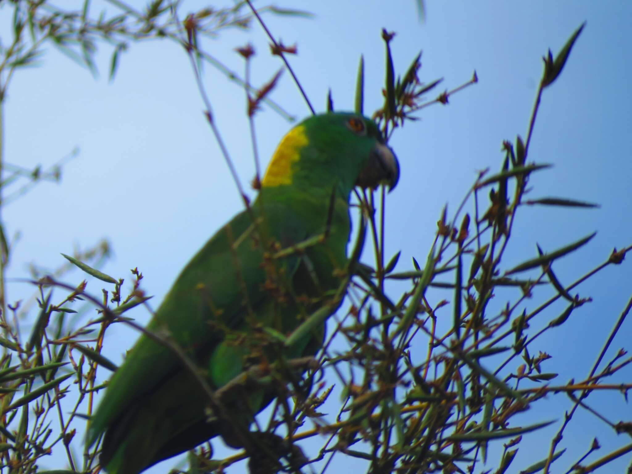 Image of Amazona auropalliata parvipes Monroe, Howell & TR 1966