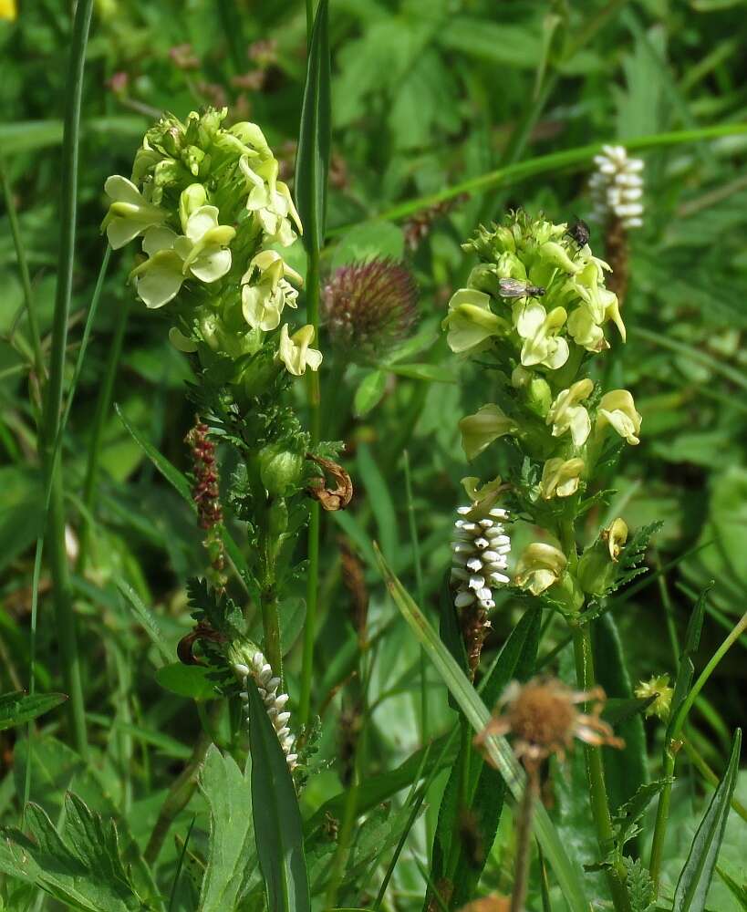 Слика од Pedicularis elongata A. Kerner