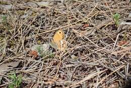 Image of Coenonympha dorus Esper 1782