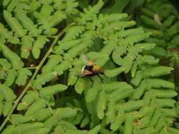 Sivun Mesembrina mystacea (Linnaeus 1758) kuva