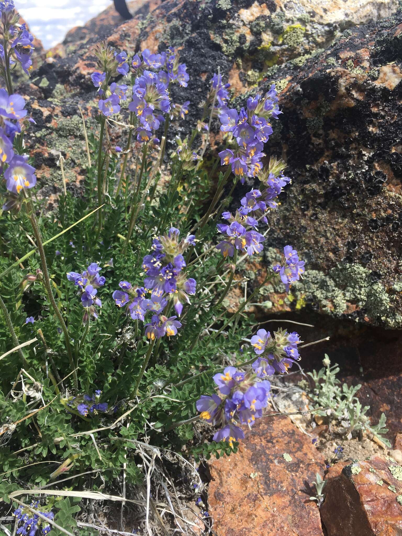 Imagem de Polemonium nevadense Wherry