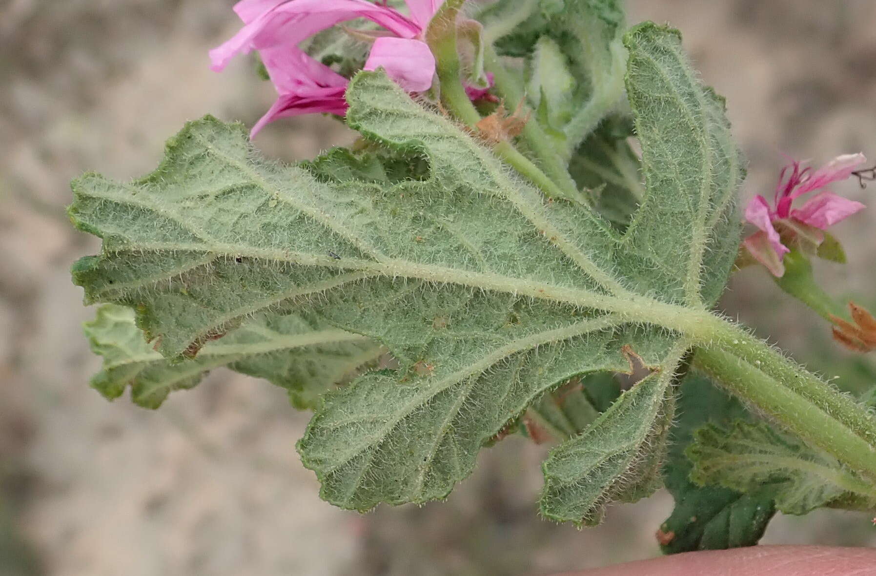 Image of oakleaf geranium