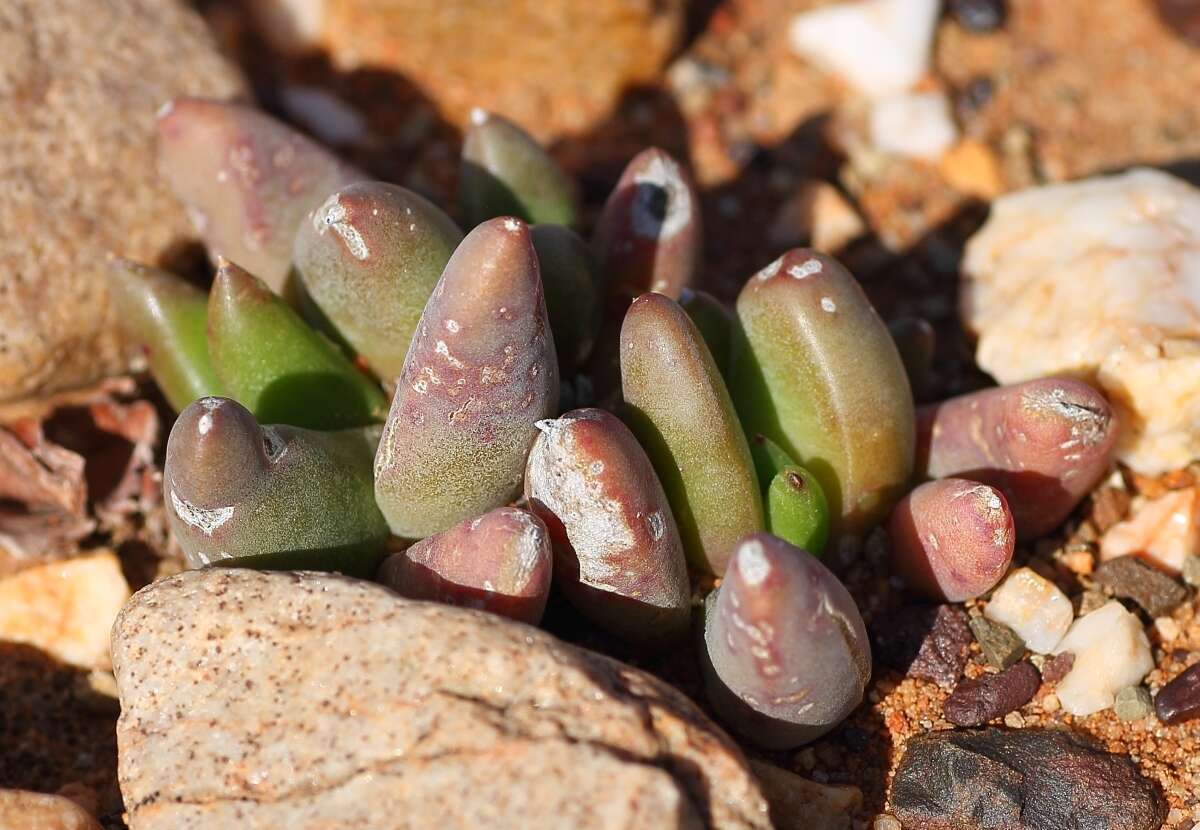 Image of Glottiphyllum fergusoniae L. Bol.